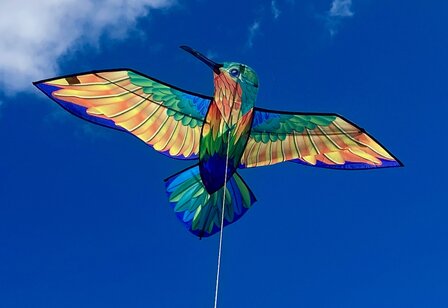 HQ hummingbird