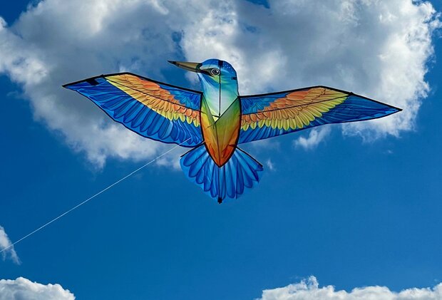 HQ Kingfisher Delta