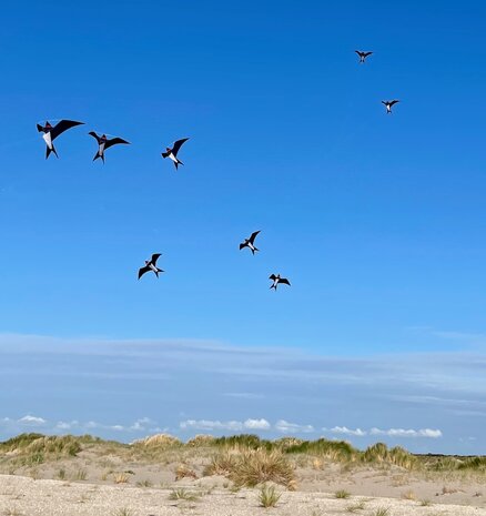 De Paddestoel Zwaluwen zwerm (4 stuks) - Eenlijnsvlieger