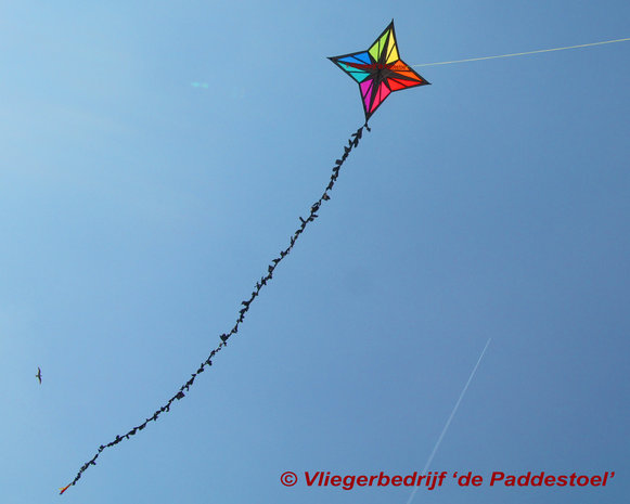 Into the Wind Maurizio's Enif Kite